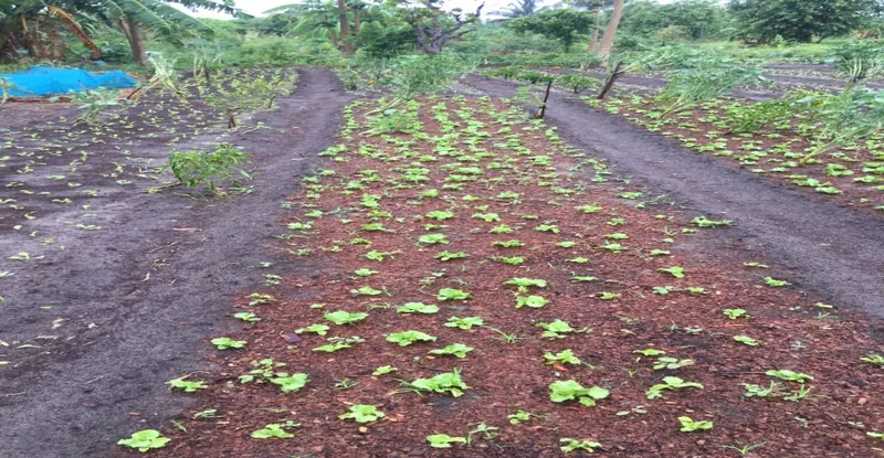 An activity from the Sustainable agriculture initiative